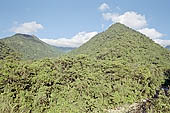 The cloud forest near the Cock of the Rock leks in the Manu reserve 